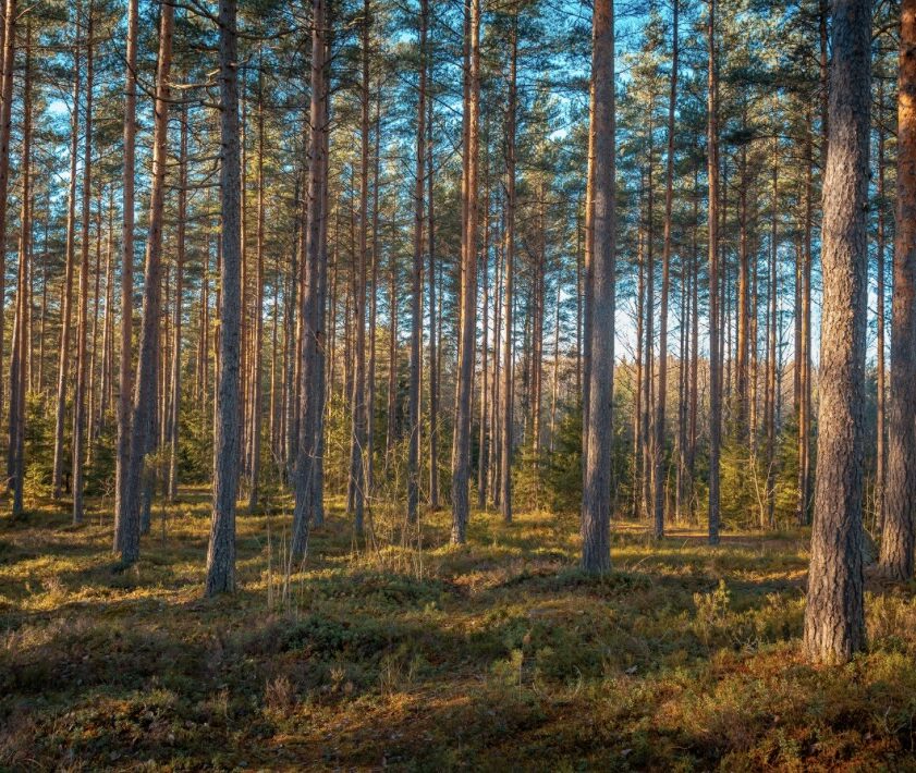 Focus régional : Choisir les Landes pour votre future villa